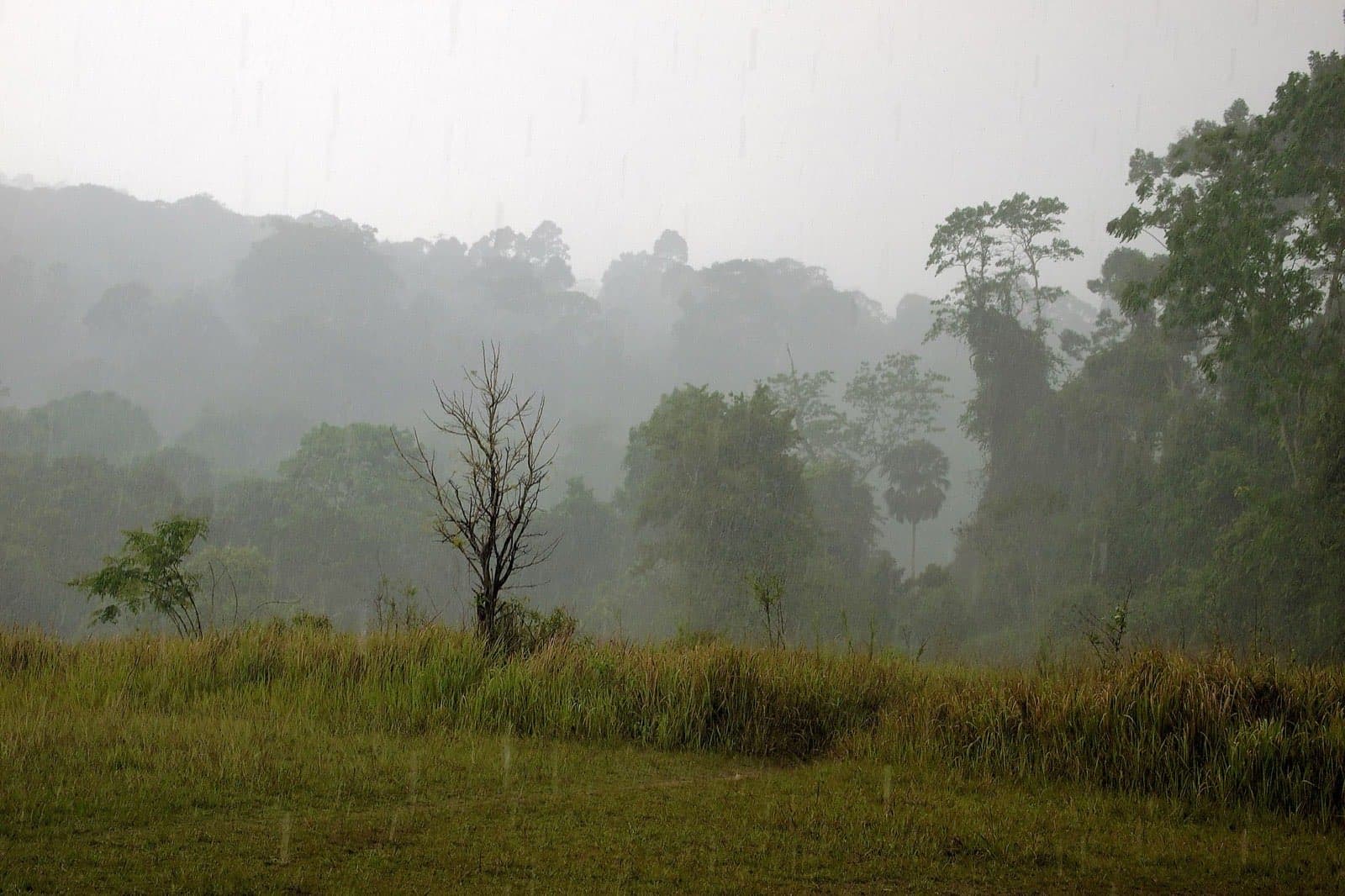Monsoon rain over green grassland in Thailand